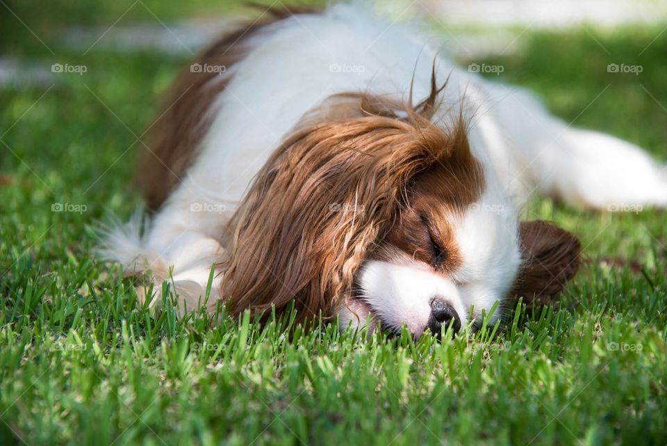 Dog nap