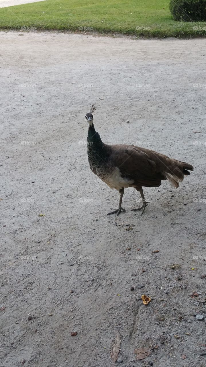 Peacock running