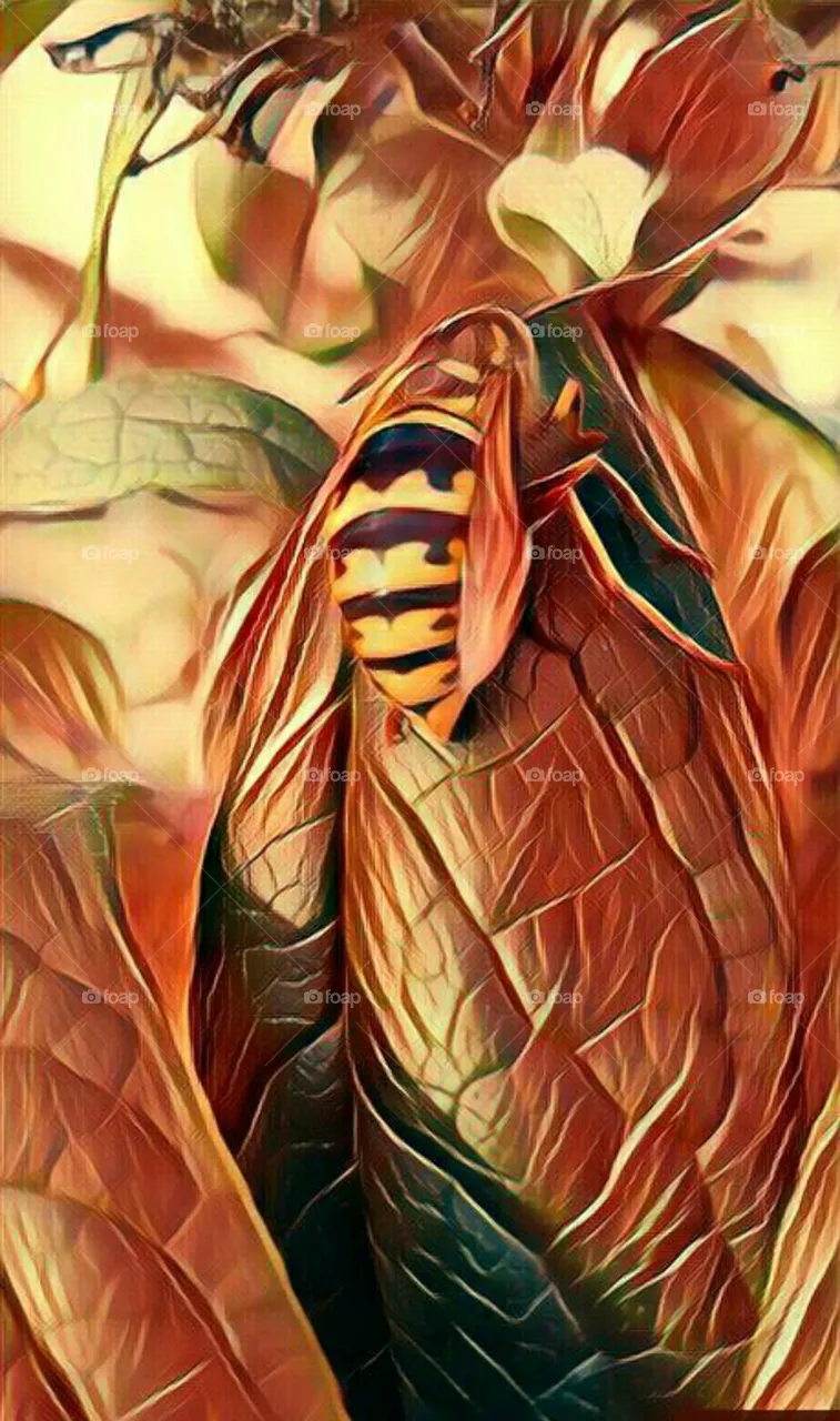 insect