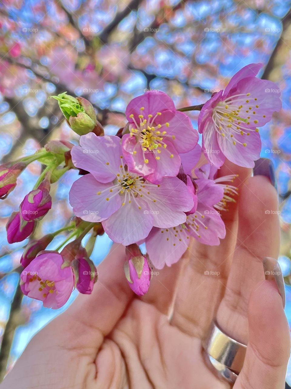 blooming flowers 