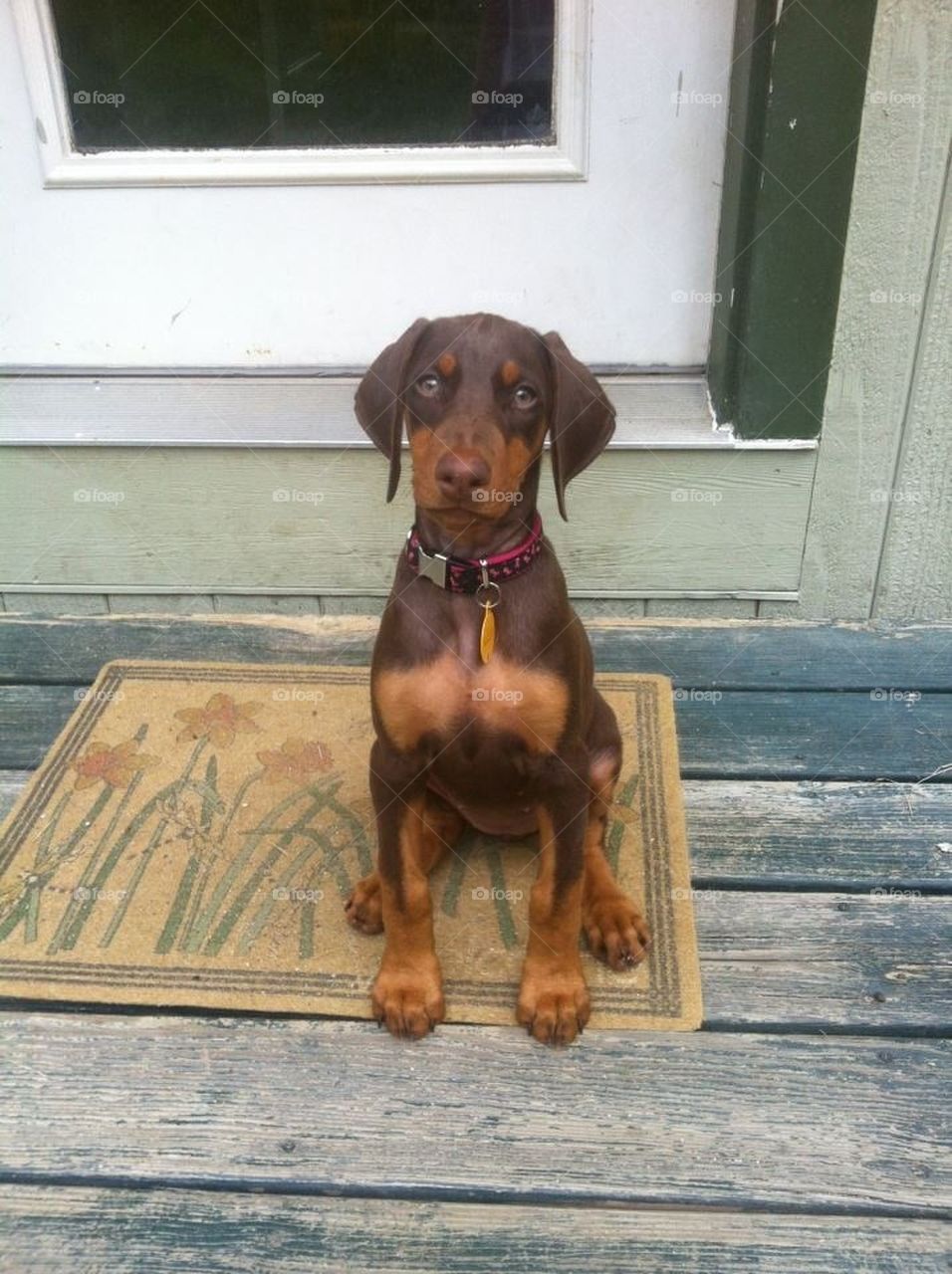 Lilly as a pup