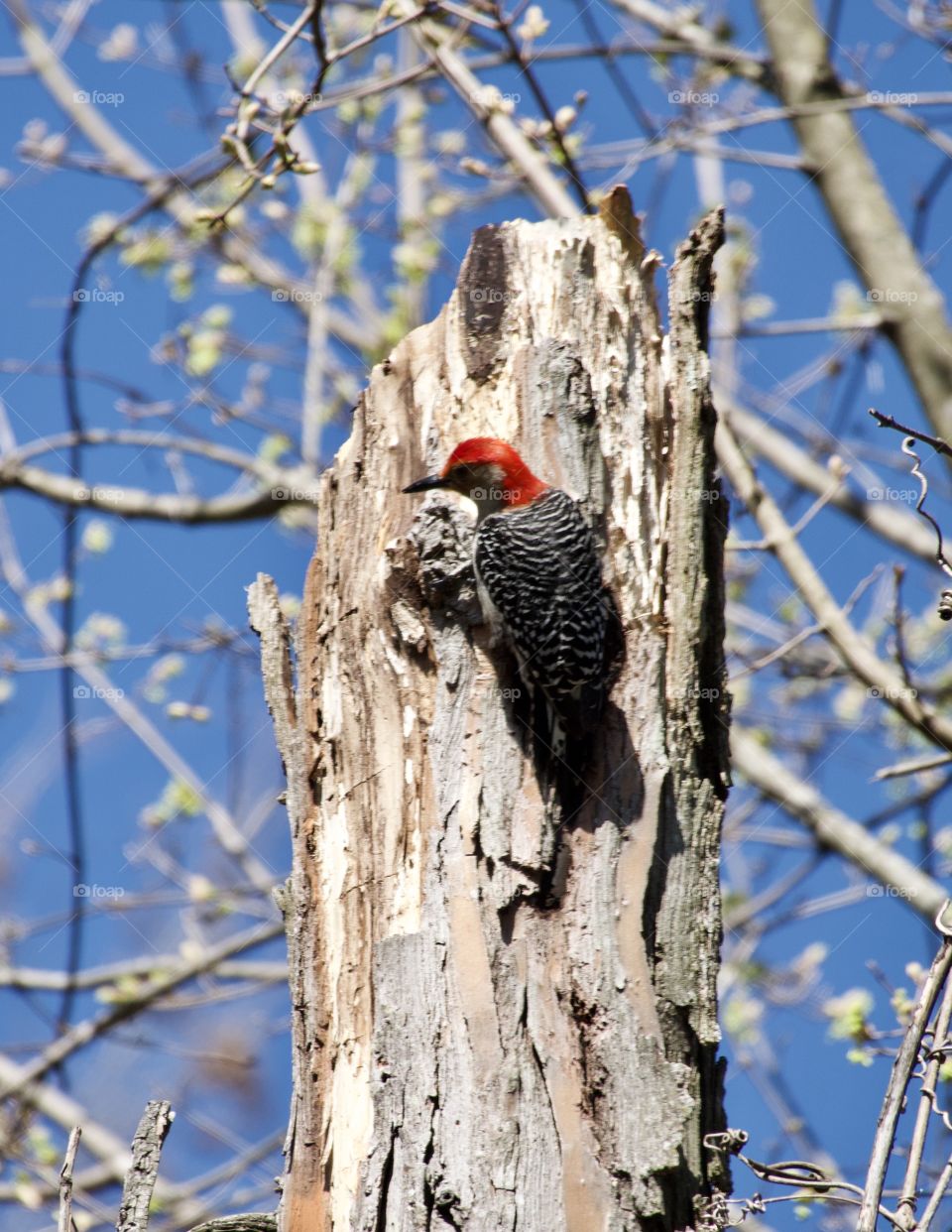 Red headed  and speckled woodpecker on dead tree high up eating bugs.