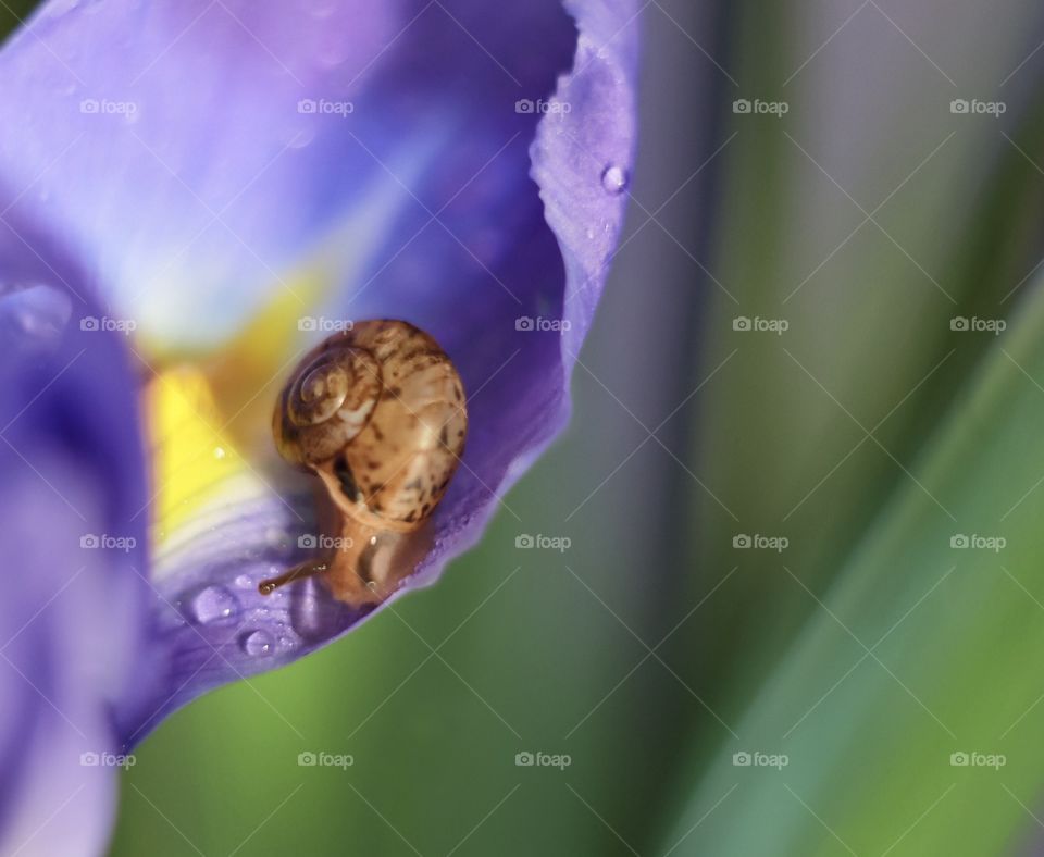 snail on a purple iris flower