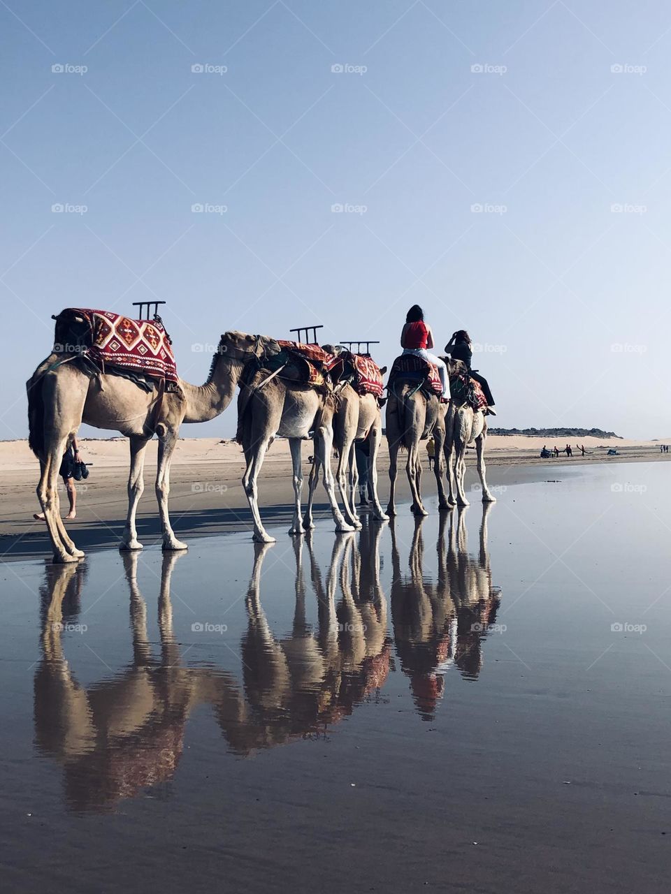 Beautiful caravan and beautiful trip on camels near the beat at essaouira city in morocco.