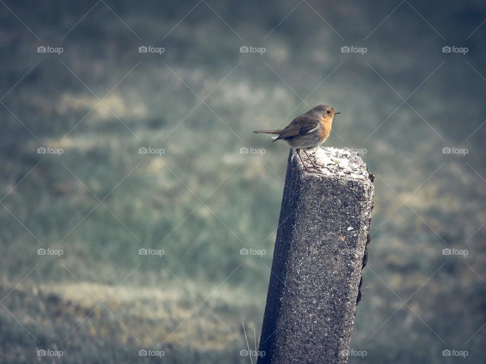 A robin on a concrete post