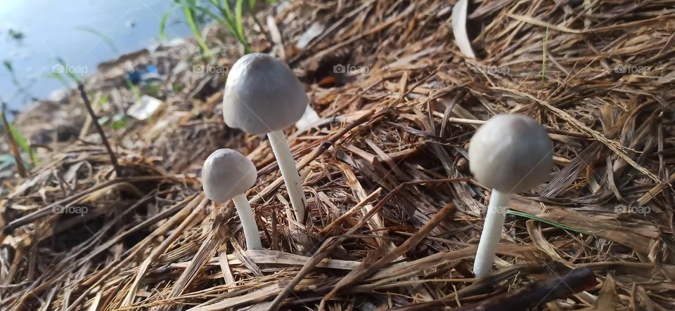 Mashroom