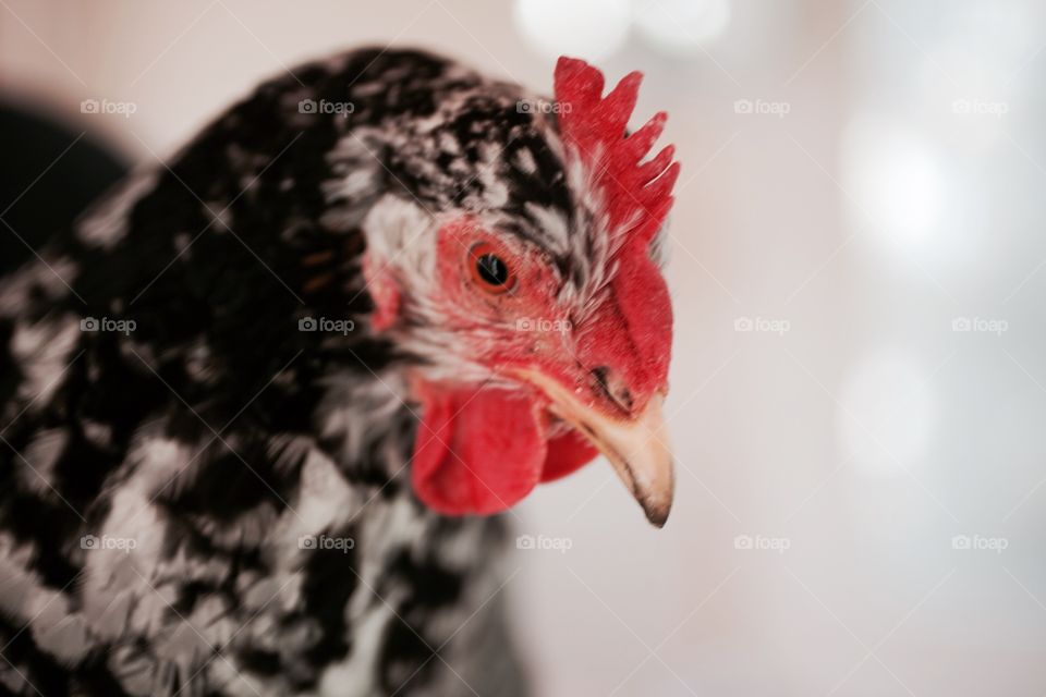 Chicken