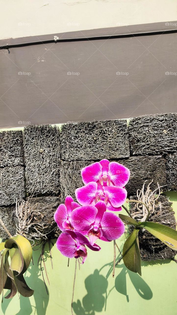 bunga anggrek merah muda