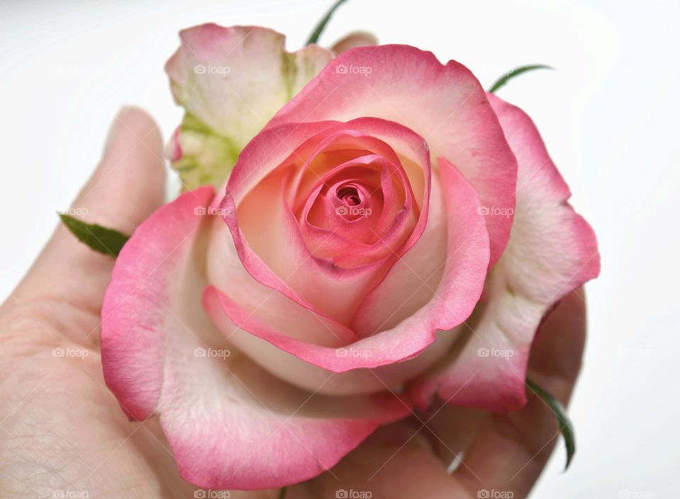 very beautiful gentle rose flower in the female hand pink colour