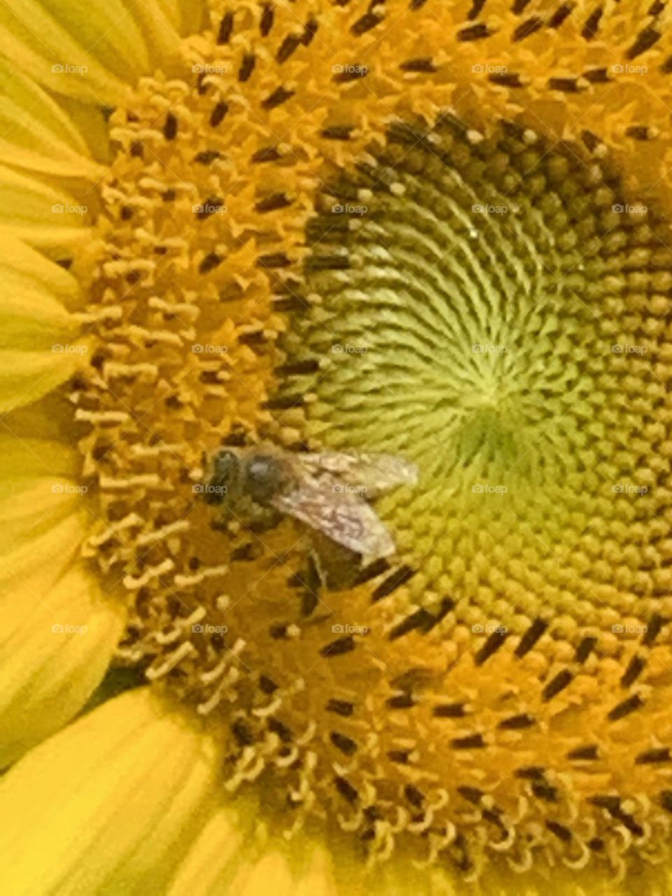 Sunflower pollinators
