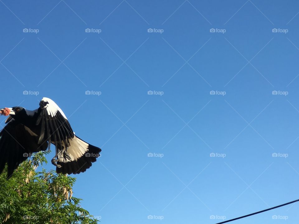 Minimalist magpie in flight about to land, space for text