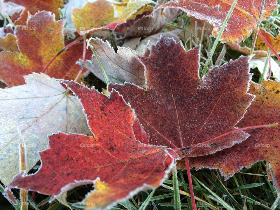 Frosty maple leaves