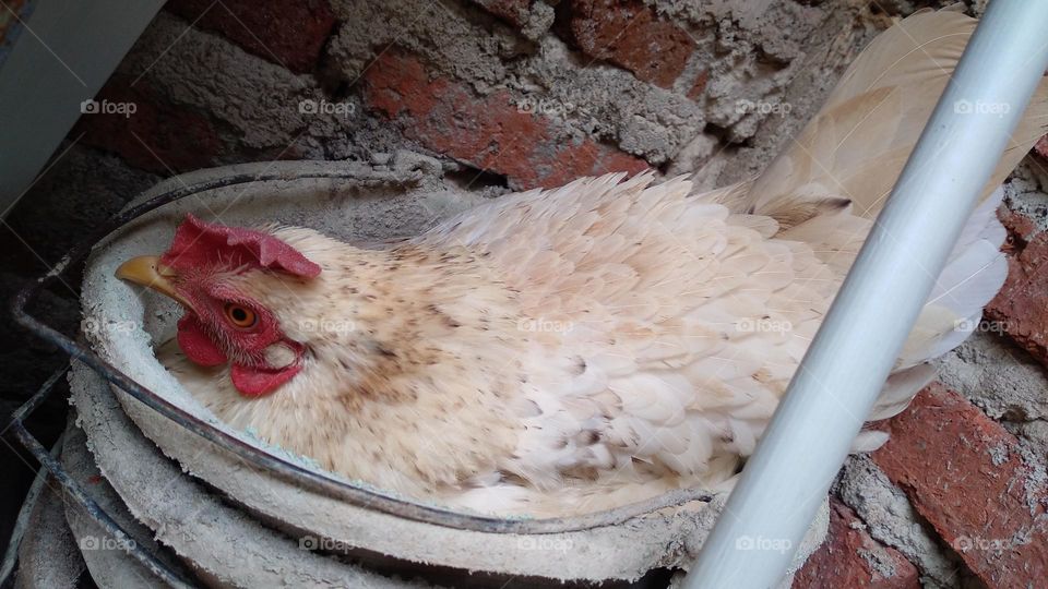 Chickens are brooding in an old bucket beside the house