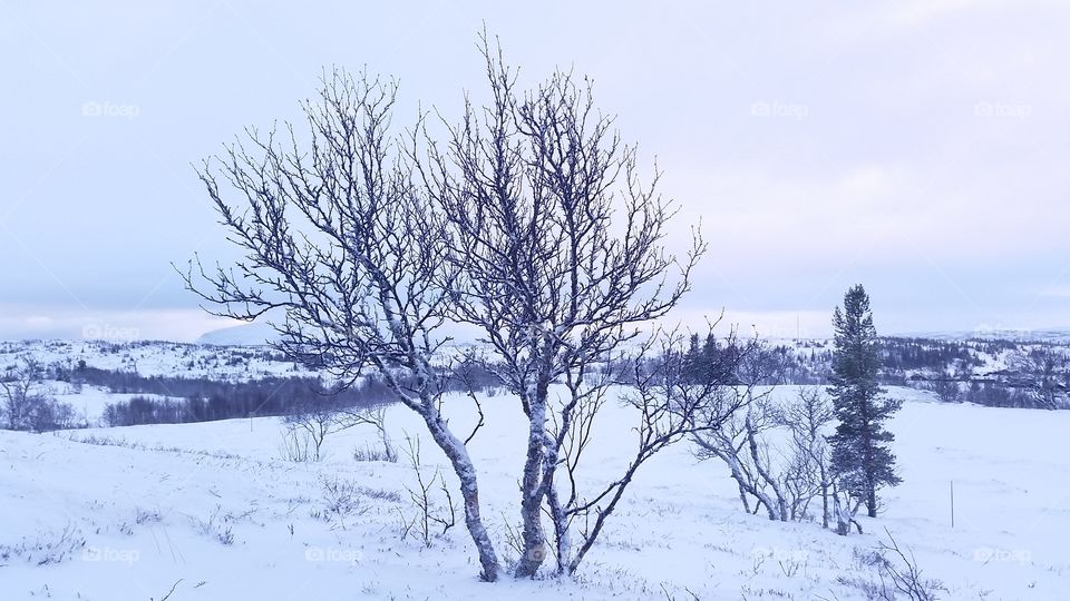 Winter mountain tree