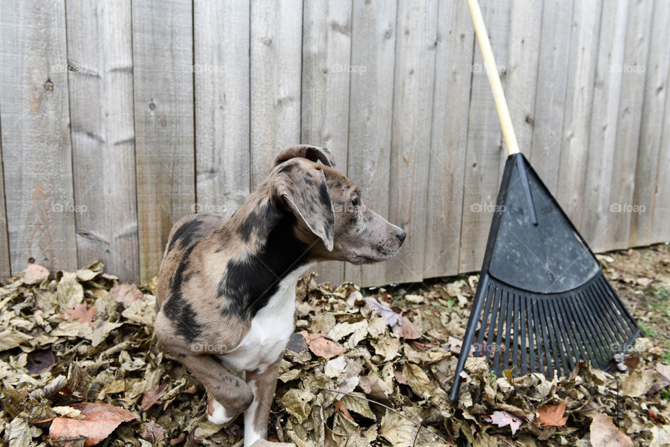 Mixed breed dog playing in a pile of raked leaves outdoors