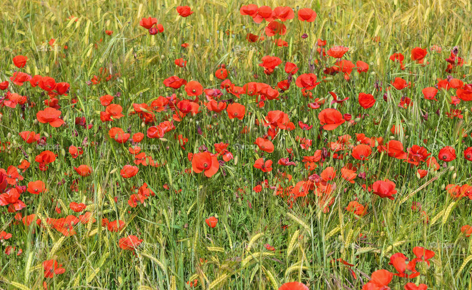Field of poppies