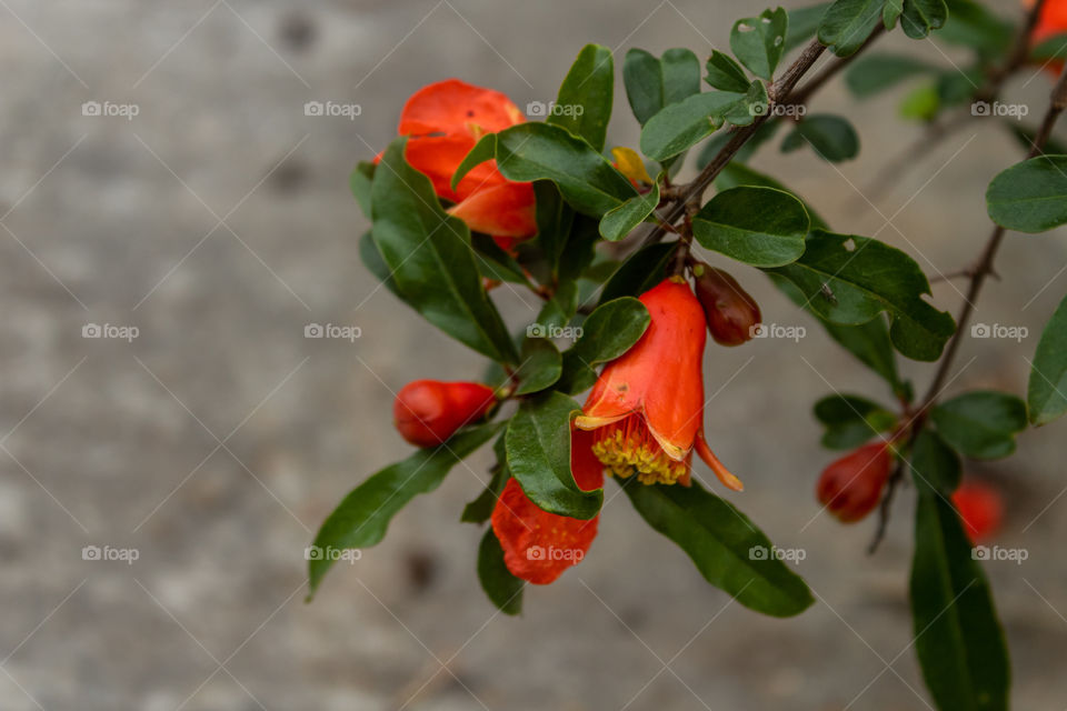 Pomegranate Flowers