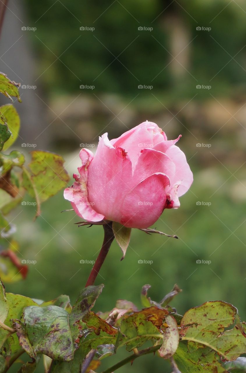 Pink rosebud.  Photo taken on Sun Island in Bolivia.
