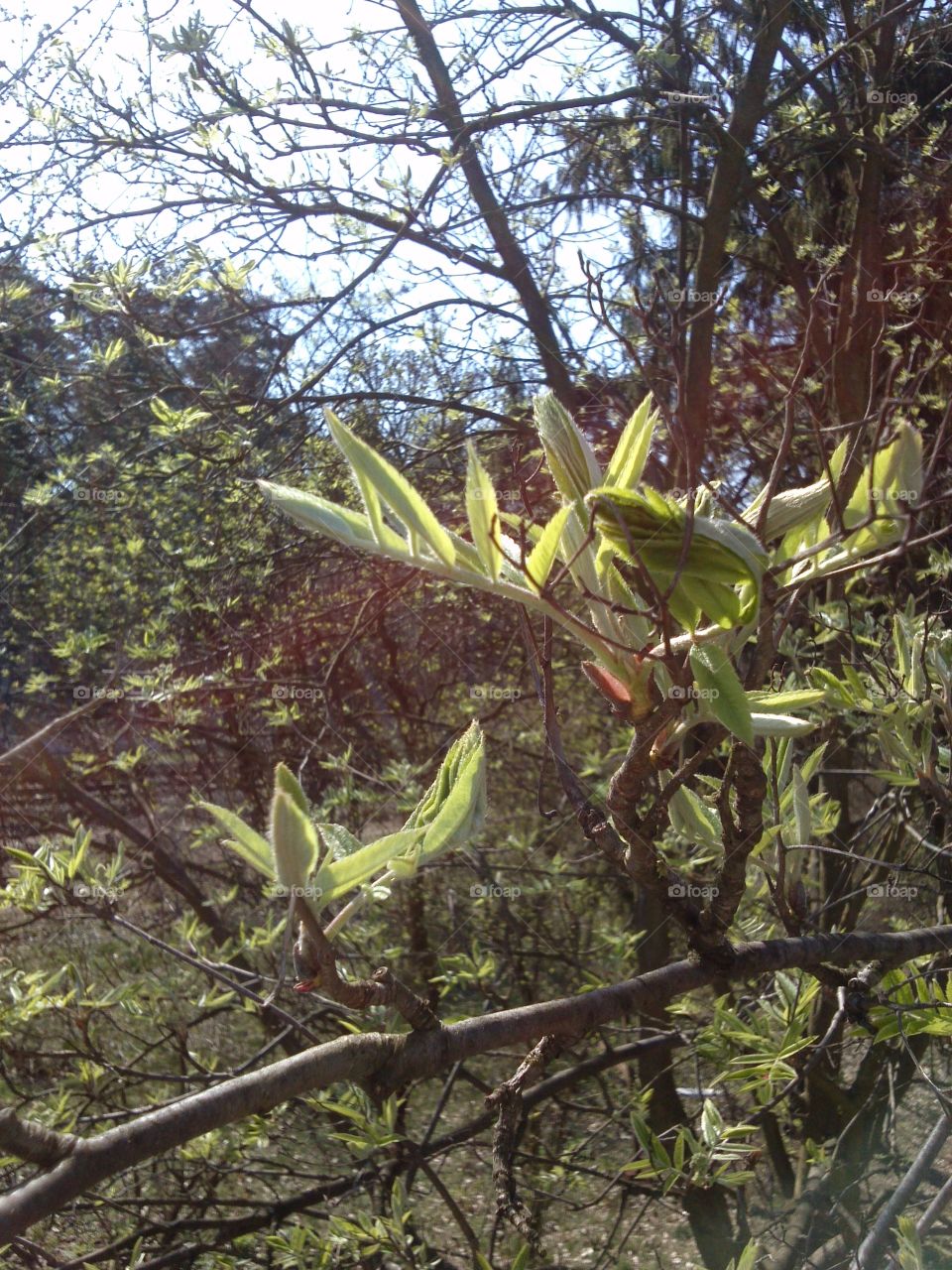 rowanberry