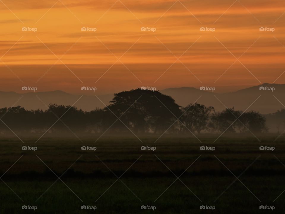 An Island of Trees surrounded by Fogs at Break of Dawn. Beauty of natures at Dawn.