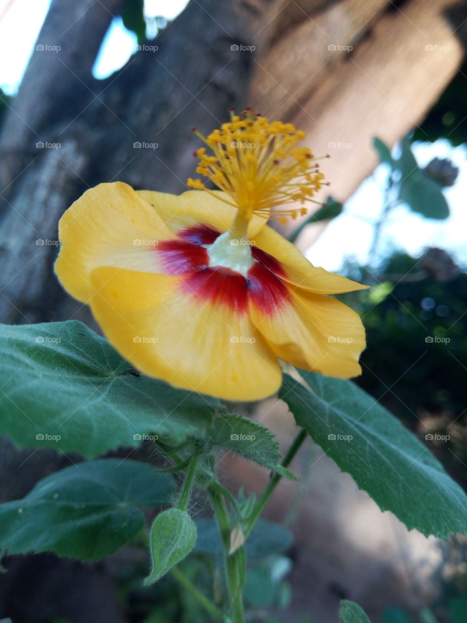 Nature, Flower, No Person, Leaf, Flora