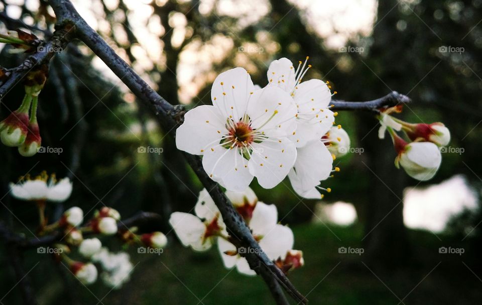 Mexican plum tree blossoms