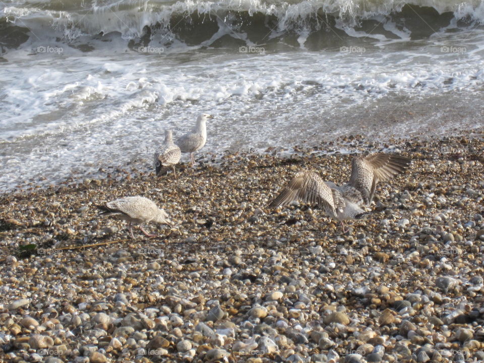 Seagulls And Surf