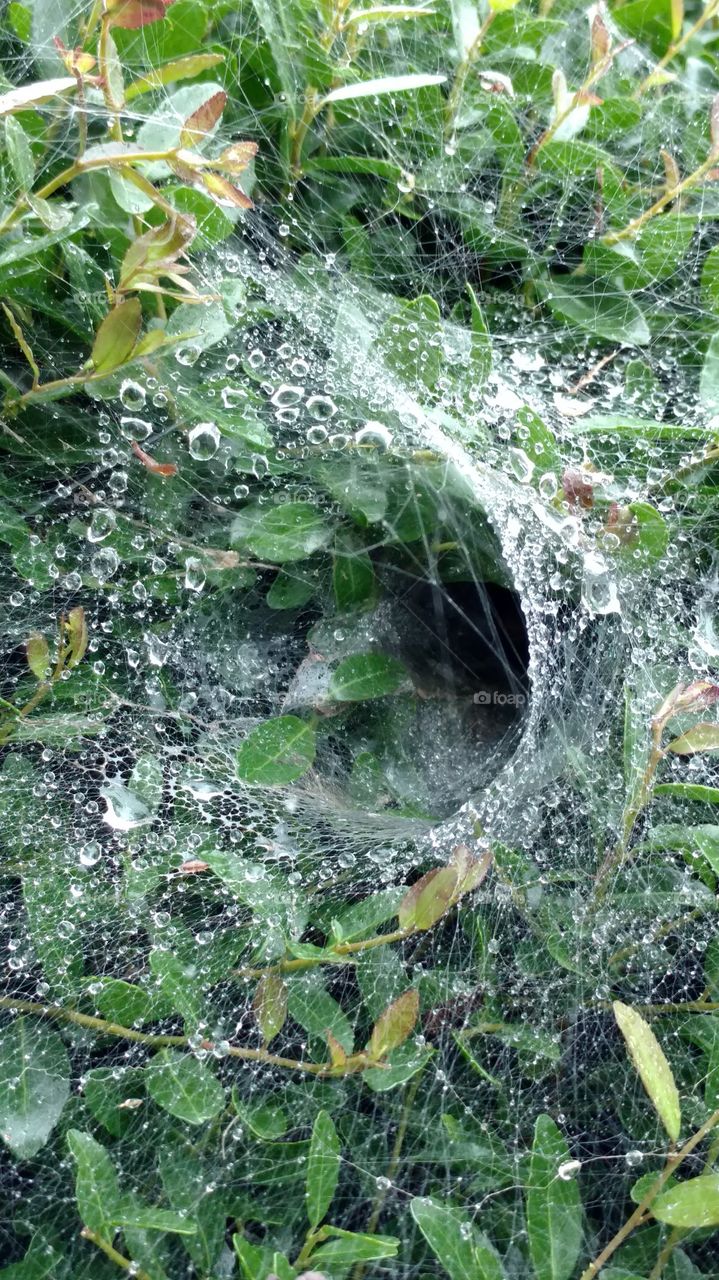 spider web