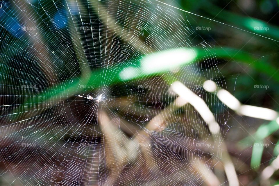 Spiderweb 