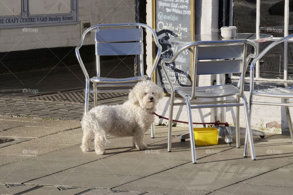 Dog. Street