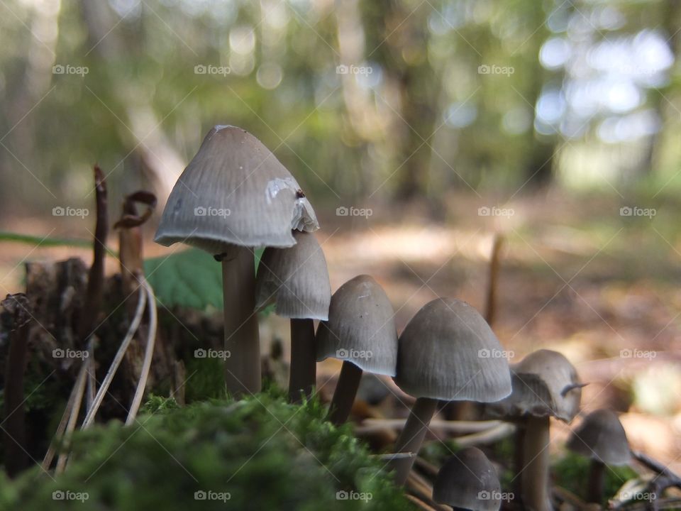Line of Mushrooms