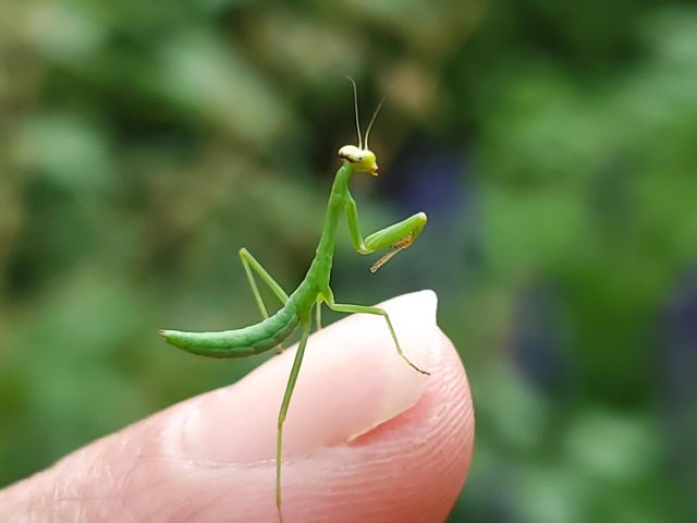 Connecting with nature.  God's creatures come in all shapes and sizes.  Even the tiny ones have personality.