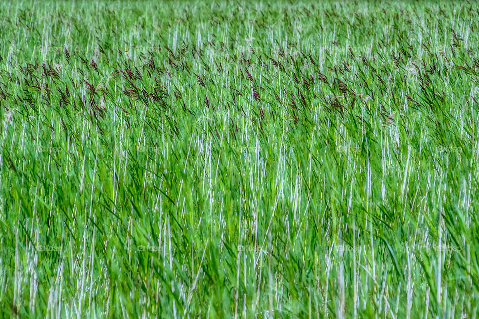 Green breeze. A light breath of wind passes through the green reeds.