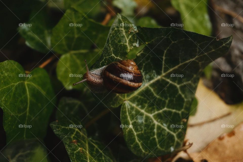 Snail walking on leaves