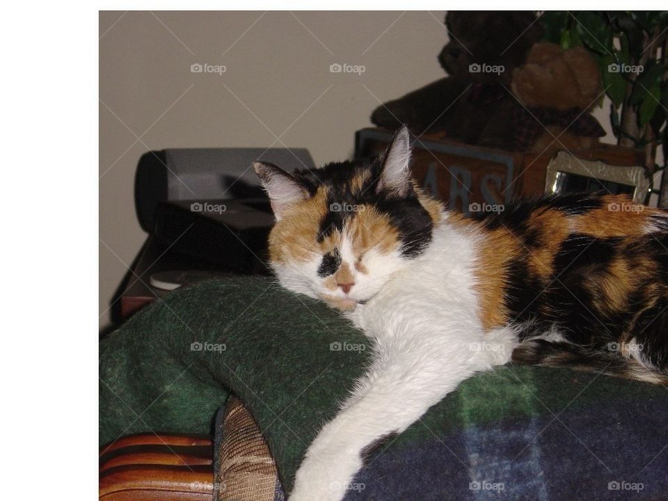 Calico cat sleeping