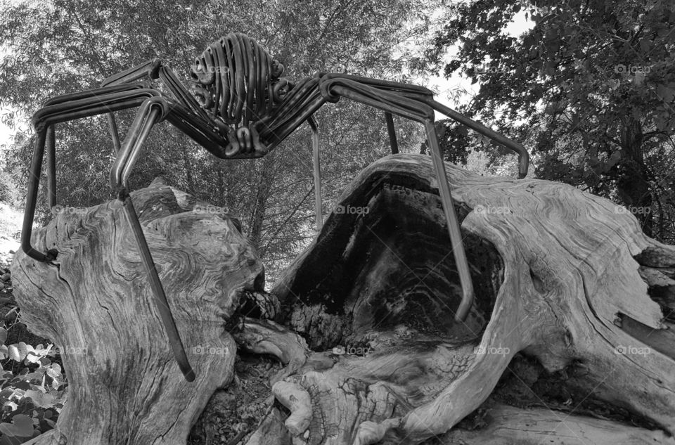 A metal sculpture of a spider sitting on an old tree on a trail in sundial bridge in redding, ca. I have this picture in black and white to highlight the wood grain pattern.