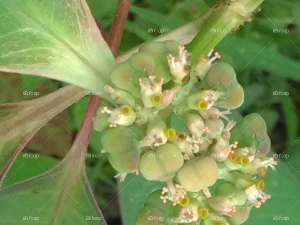 This is a very beautiful flower and very nice showing imagination.