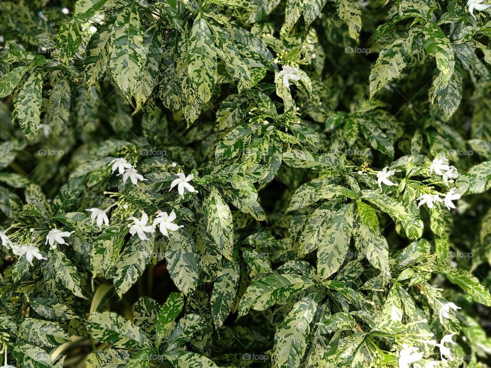 White flowers