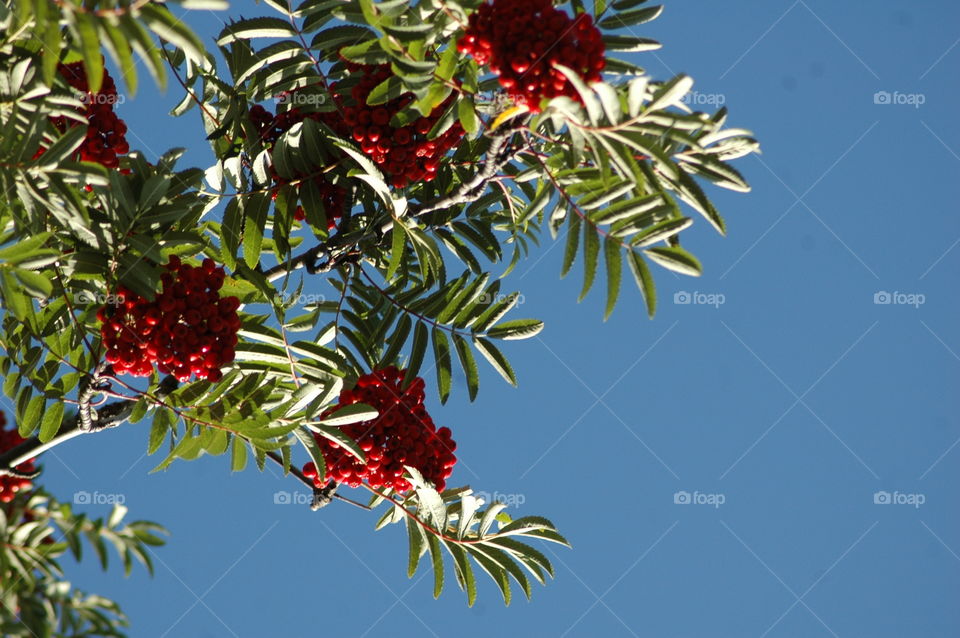 autumn red berry rönn