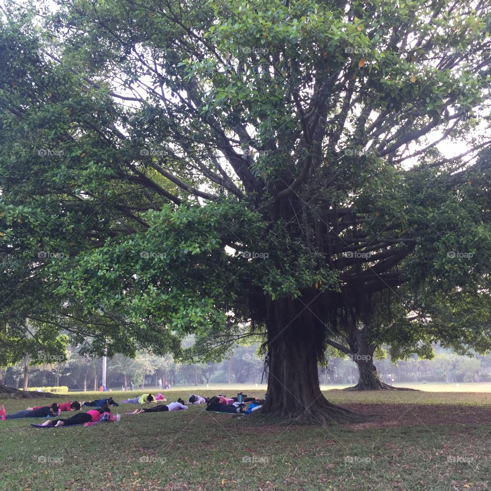 The big tree with yoga girls 