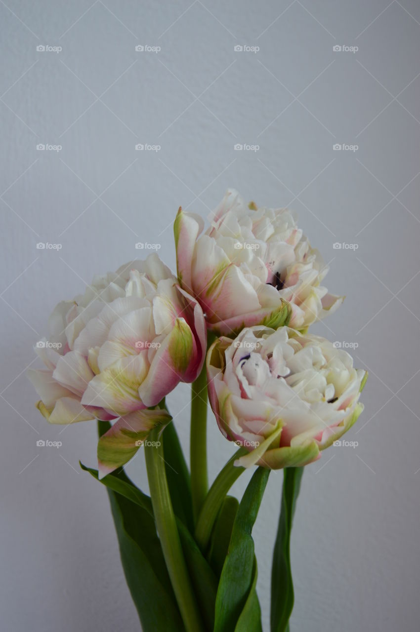 Tulips are among the first to appear in the spring. They are fragile and tender, filled with freshness and cheerfulness-they drive away melancholy and bad mood, make you smile.
 