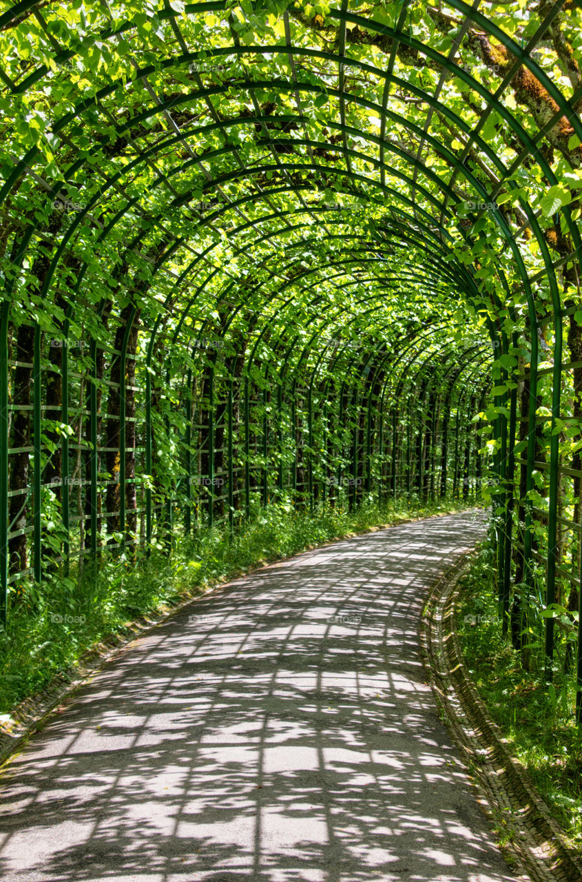 Archway and trellis 