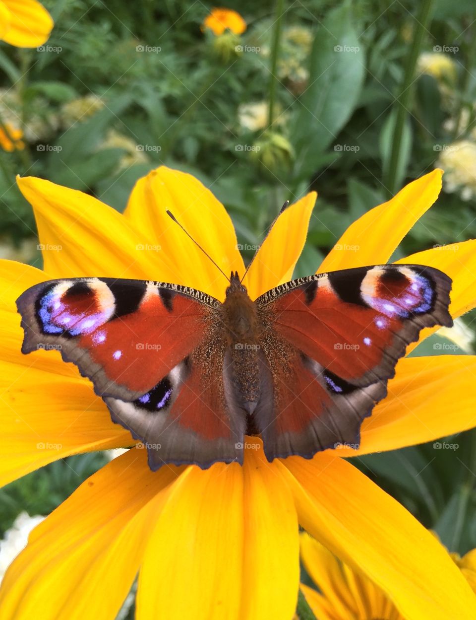 Butterfly on flower
