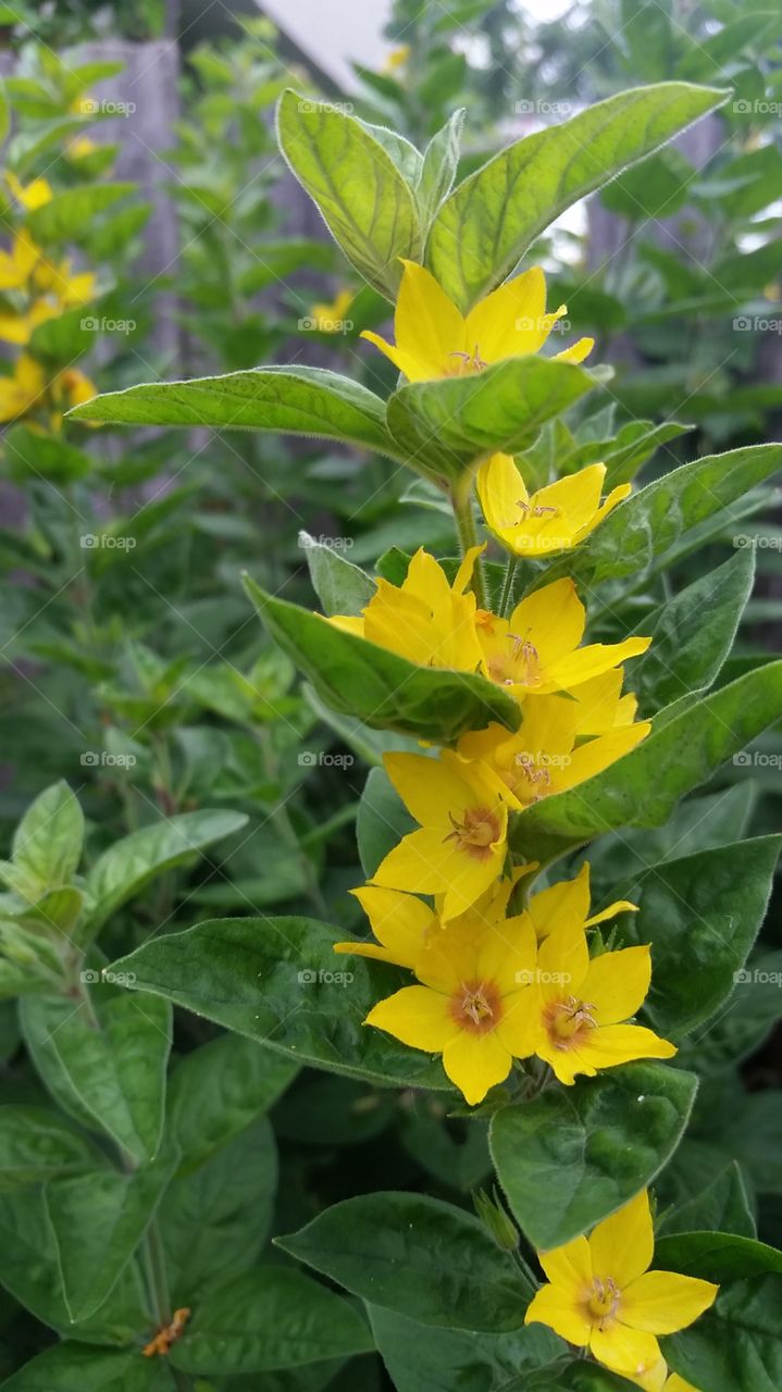 My neighbors flowers