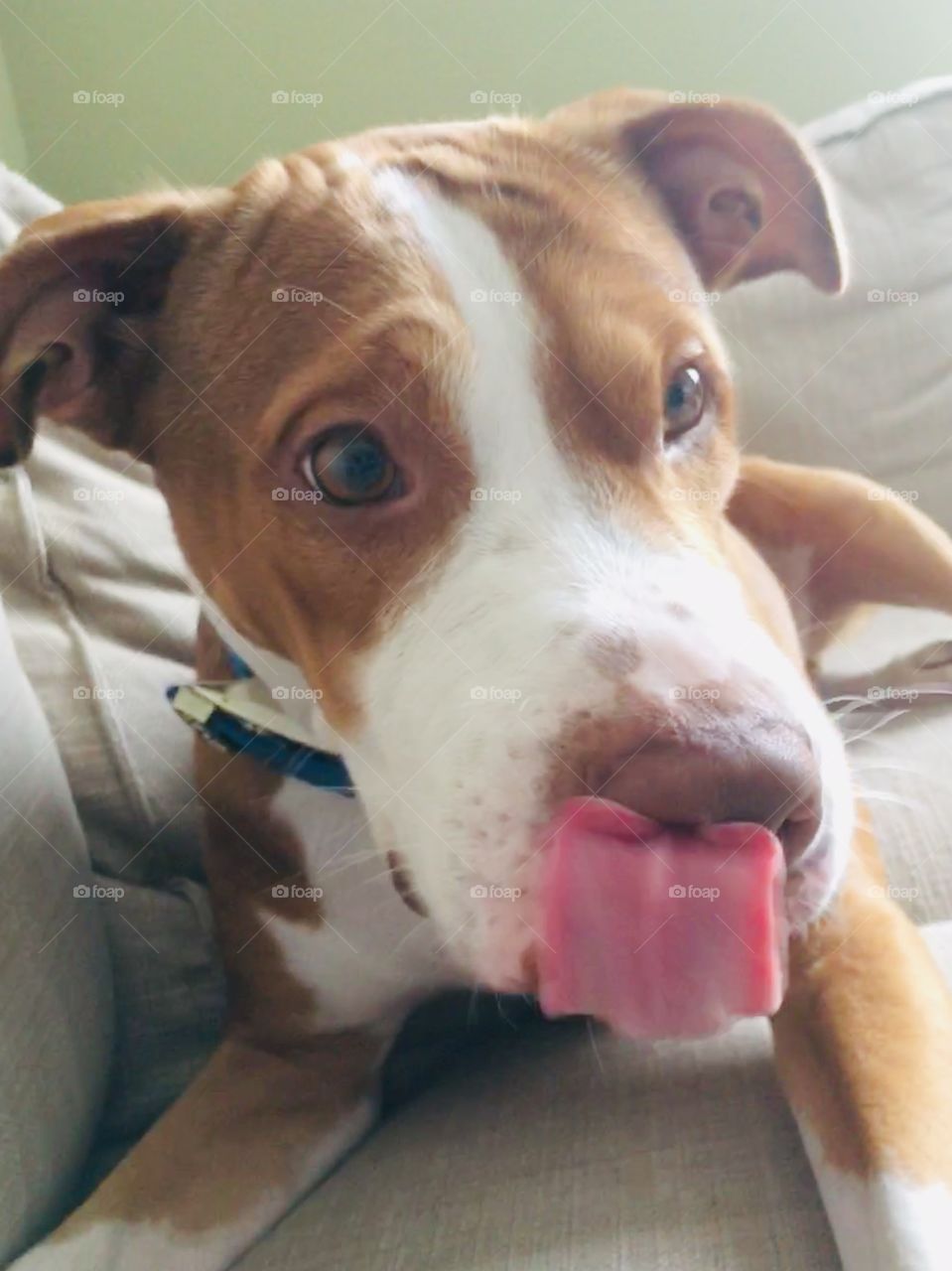 I can touch my nose with my tongue 🐶