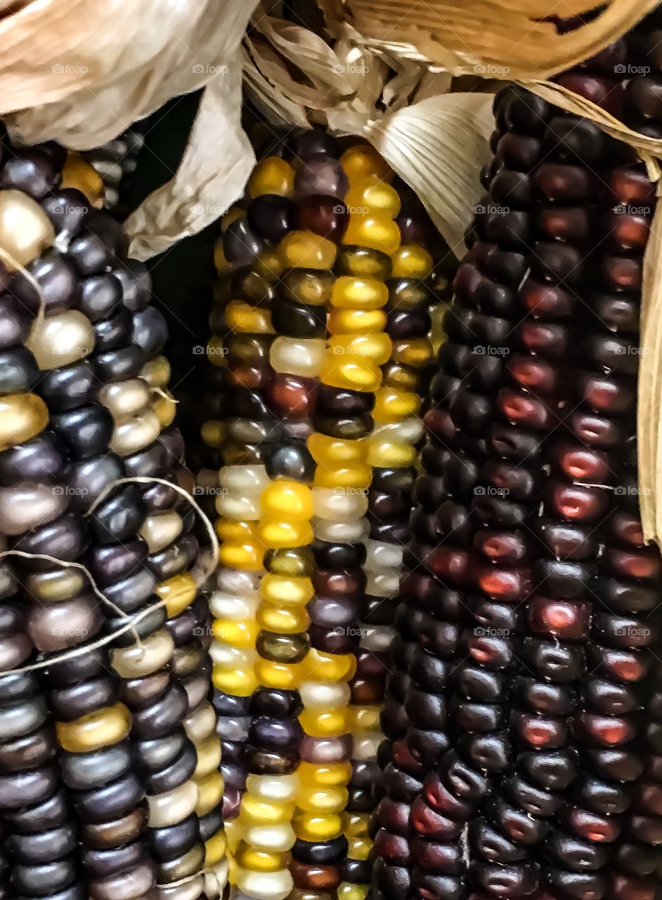 Multi colored corn