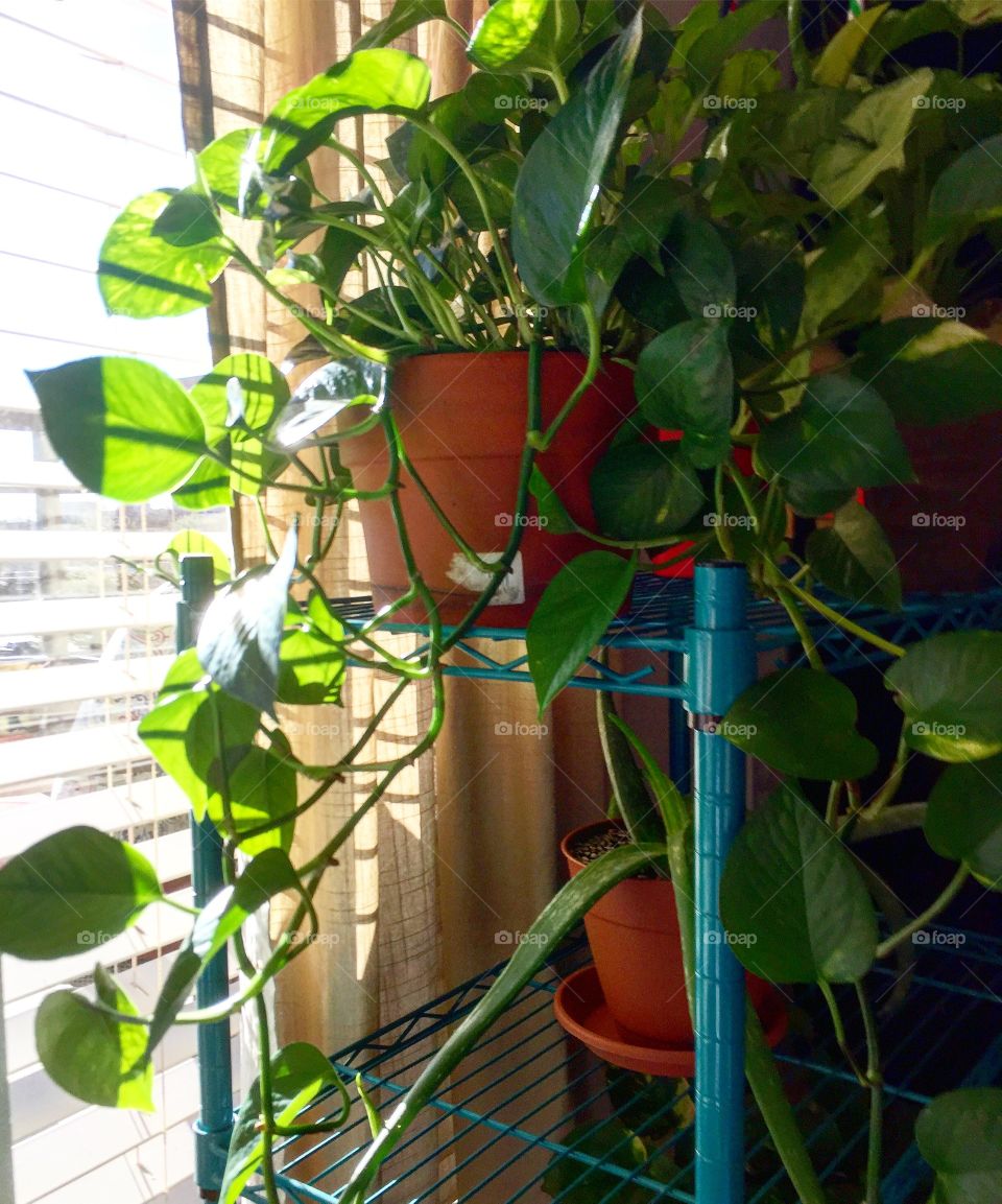 Indoor vines 