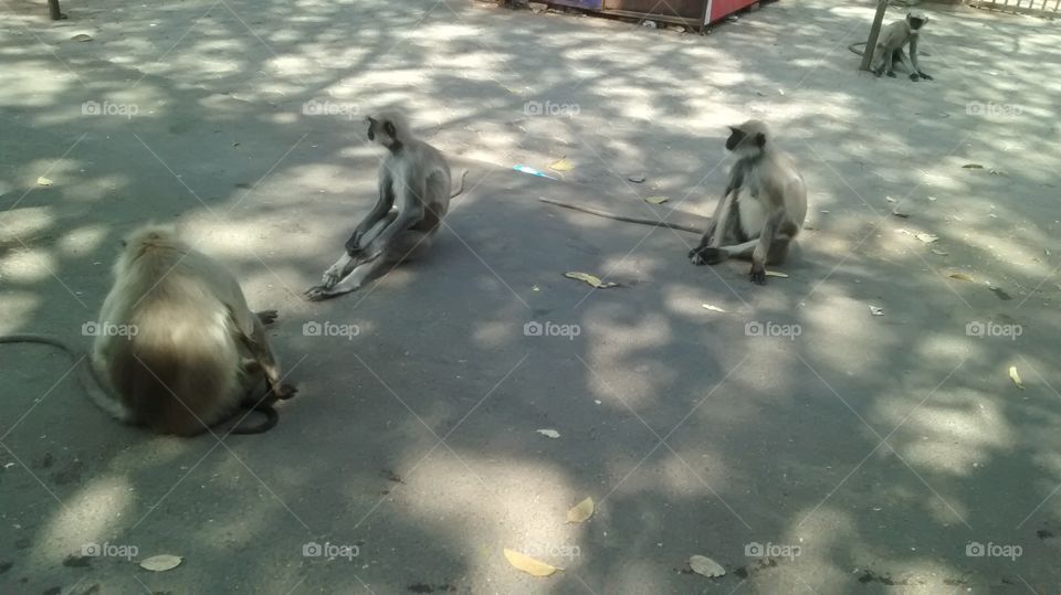 4 monkeys giving selfie still