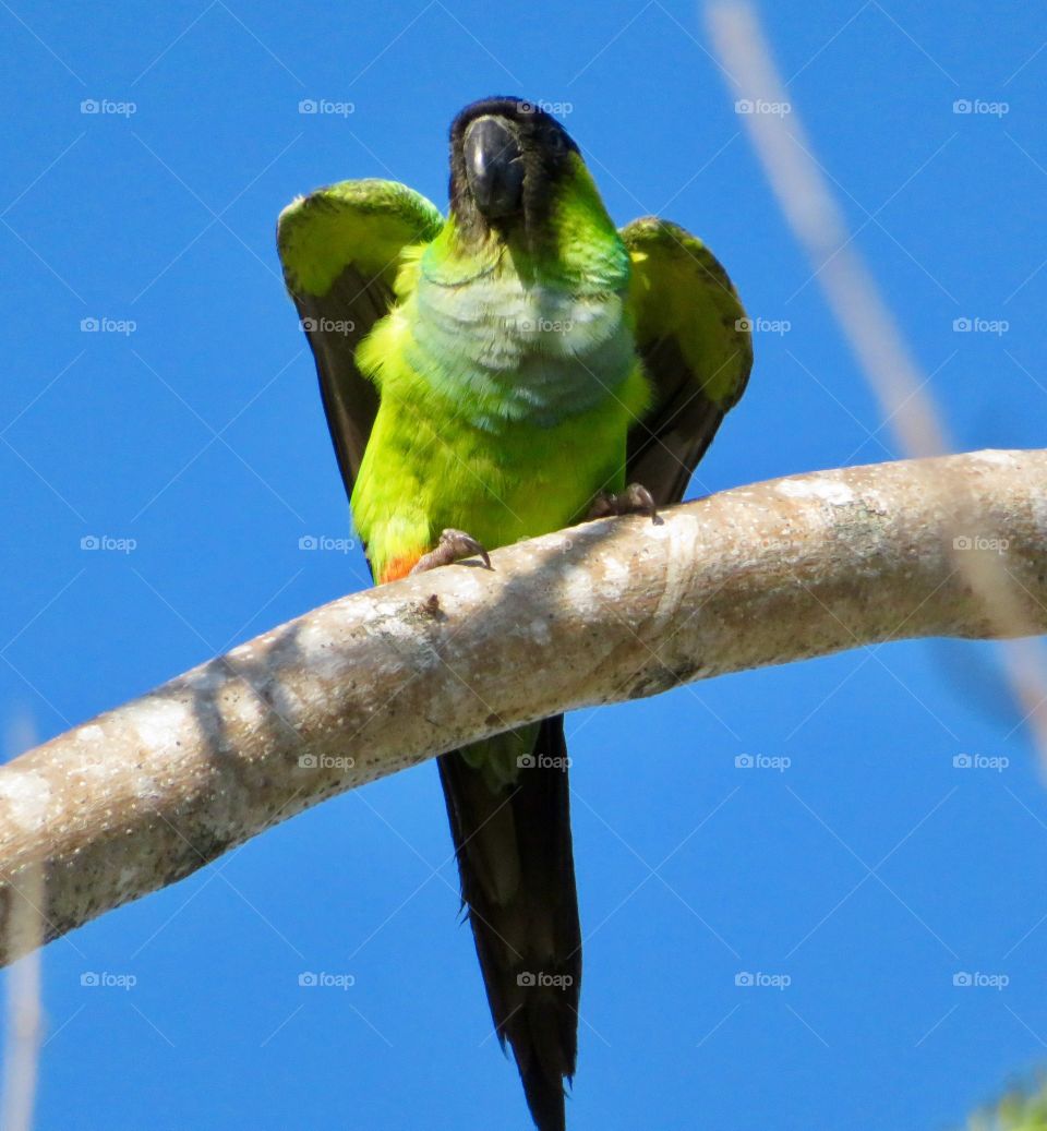 Wild Green Parrot 
