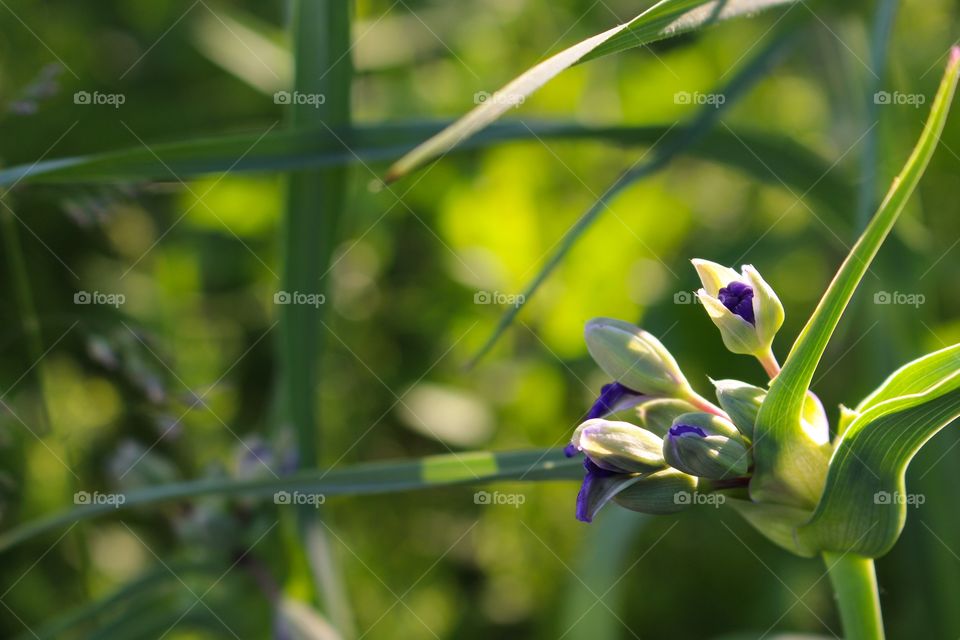 Close-up of wildflower